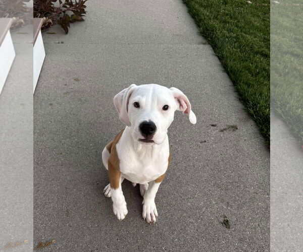 Medium Photo #1 American Pit Bull Terrier-Unknown Mix Puppy For Sale in pomfret, CT, USA