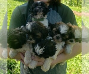 Shih Tzu Puppy for Sale in AKRON, Ohio USA