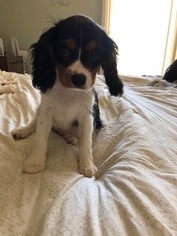 Cavalier King Charles Spaniel Puppy for sale in FALLBROOK, CA, USA