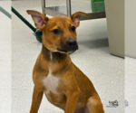 Small #1 Retriever  Mix