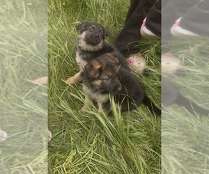 German Shepherd Dog Puppy for Sale in SUMPTER TWP, Michigan USA