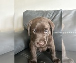 Puppy Puppy 3 Labrador Retriever
