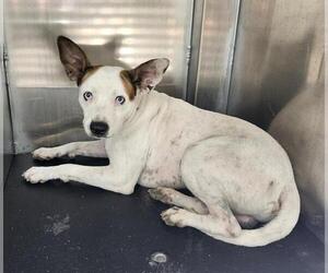 Mutt Dogs for adoption in San Antonio, TX, USA