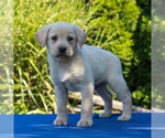 Small Photo #5 Labrador Retriever Puppy For Sale in GORDONVILLE, PA, USA