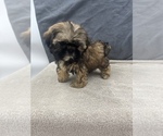Small Photo #20 Shih Tzu Puppy For Sale in SAINT AUGUSTINE, FL, USA