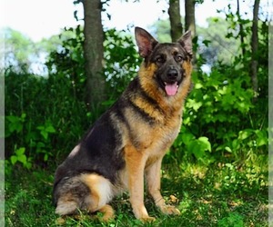 Mother of the German Shepherd Dog puppies born on 10/08/2026
