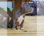 Small Photo #20 American Bully Puppy For Sale in ROCKVILLE, MD, USA