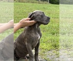 Small #1 Cane Corso