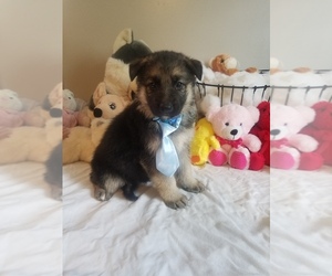 German Shepherd Dog Puppy for sale in RAMSEY, IL, USA