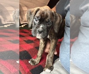 Boxer Puppy for sale in LANSING, MI, USA
