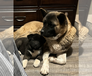 Mother of the Akita puppies born on 05/26/2025