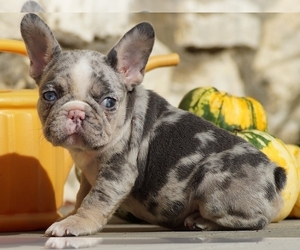 French Bulldog Puppy for sale in BOSTON, MA, USA