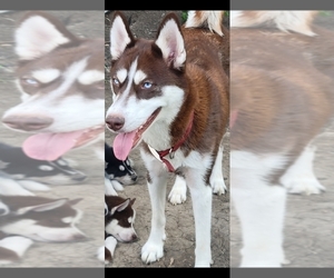 Mother of the Siberian Husky puppies born on 05/11/2026