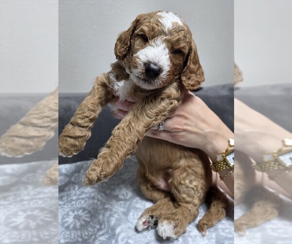 Medium Photo #13 Goldendoodle Puppy For Sale in COLLINSVILLE, IL, USA