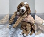 Small Photo #13 Goldendoodle Puppy For Sale in COLLINSVILLE, IL, USA