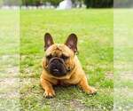 Small Photo #1 French Bulldog Puppy For Sale in Hajos, Bacs-Kiskun, Hungary