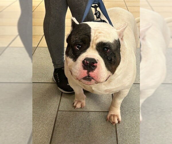 Medium Photo #4 American Bulldog-Unknown Mix Puppy For Sale in Virginia Beach, VA, USA