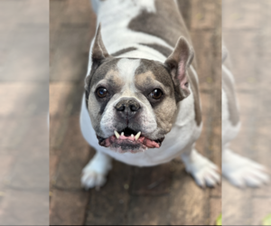 Skylar - Female French Bulldog Dog for Adoption - Photo #2