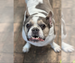 Small Photo #2 French Bulldog Puppy For Sale in Weston, FL, USA