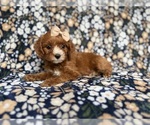 Small #7 Cockapoo (Miniature)