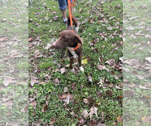 Medium Photo #1 Mutt Puppy For Sale in Sparta, TN, USA