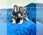 Small Photo #5 French Bulldog Puppy For Sale in SARATOGA, CA, USA