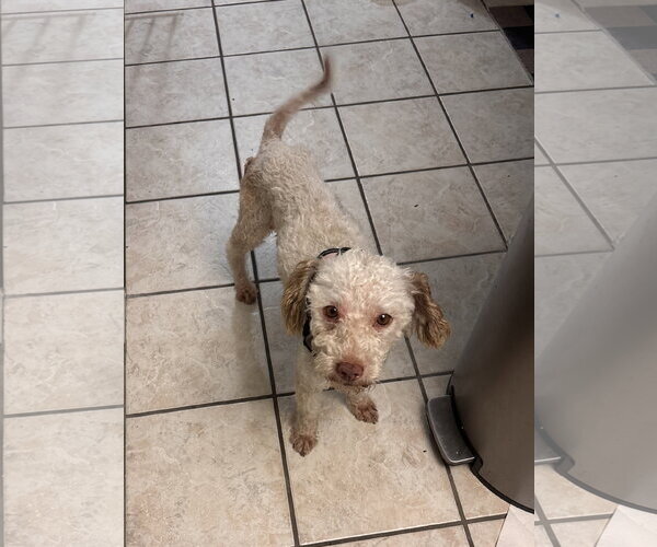 Medium Photo #1 Poodle (Standard)-Unknown Mix Puppy For Sale in Marina Del Rey, CA, USA