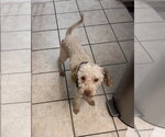 Small Poodle (Standard) Mix