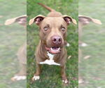 Small #3 Staffordshire Bull Terrier Mix
