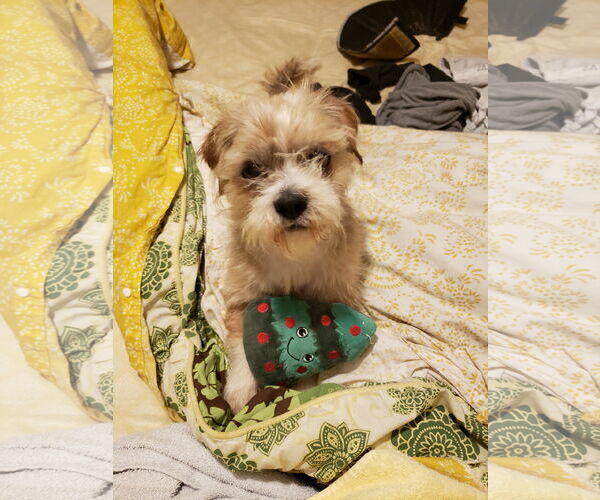 Medium Photo #12 Mutt Puppy For Sale in Fenton, MO, USA