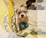 Small #11 Mutt