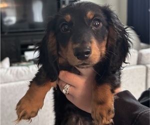 Dachshund Puppy for sale in WESTERVILLE, OH, USA