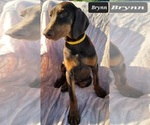 Small Photo #9 Doberman Pinscher Puppy For Sale in POMEROY, OH, USA