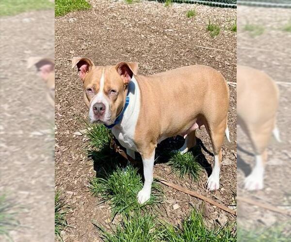 Medium Photo #1 Mutt Puppy For Sale in Waterford, VA, USA