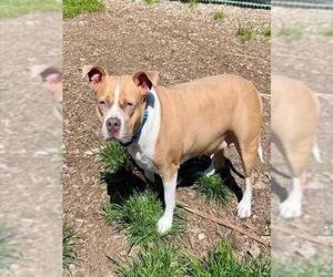 Mutt Dogs for adoption in Waterford, VA, USA