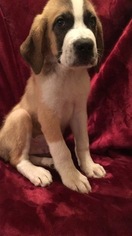 Saint Bernard Puppy for sale in NEOSHO, MO, USA