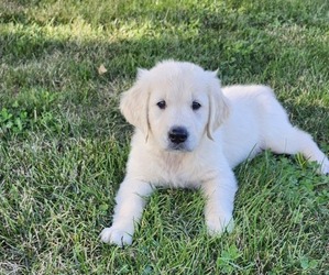 Golden Retriever Puppy for sale in CONGERVILLE, IL, USA