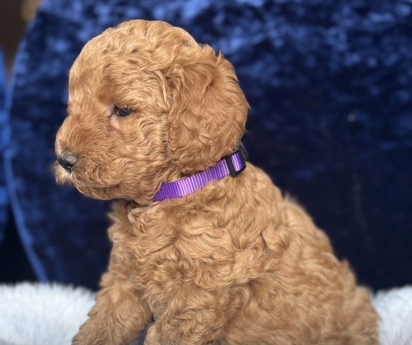 Medium Photo #39 Goldendoodle (Miniature) Puppy For Sale in SAN FERNANDO, CA, USA