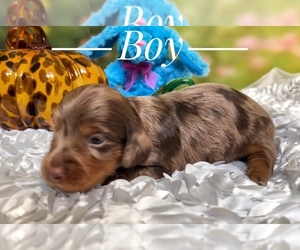 French Bulldog Puppy for sale in HUDSON, CO, USA