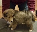 Small Photo #4 Shetland Sheepdog Puppy For Sale in MOUNT WASHINGTON, KY, USA