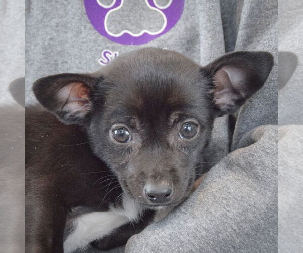 Medium Photo #6 Chipin Puppy For Sale in Huntley, IL, USA