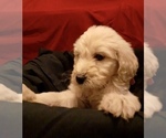 Small Photo #59 Goldendoodle Puppy For Sale in N HIGHLANDS, CA, USA
