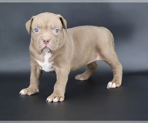 American Bully Puppy for sale in CHAMPAIGN, IL, USA