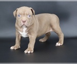 Small Photo #1 American Bully Puppy For Sale in CHAMPAIGN, IL, USA