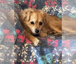 Small #2 Poodle (Miniature) Mix