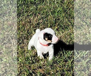 Jack Russell Terrier Puppy for sale in COLUMBIA, NC, USA