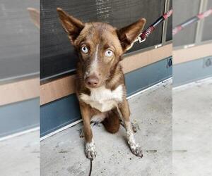 Huskies -Unknown Mix Dogs for adoption in San Antonio, TX, USA