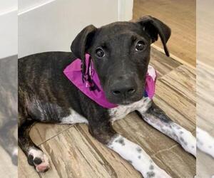 Paw Patrol Pup - Liberty - Female Mutt Dog for Adoption - Photo #19