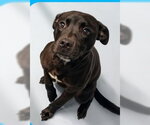 RADAR - COMING SOON - Male Labrador Retriever-Unknown Mix Dog for Adoption - Small photo