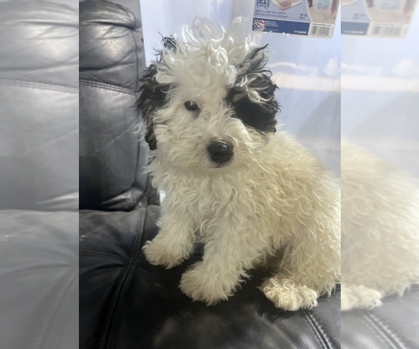 Full screen Photo #1 Bernedoodle (Miniature) Puppy For Sale in DURHAM, CT, USA